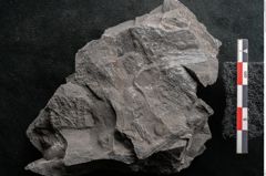 Foto (Detailansicht) von Sphenopteris hoeninghausi Brongniart (NHMW-GEO-2024-0188-10813)